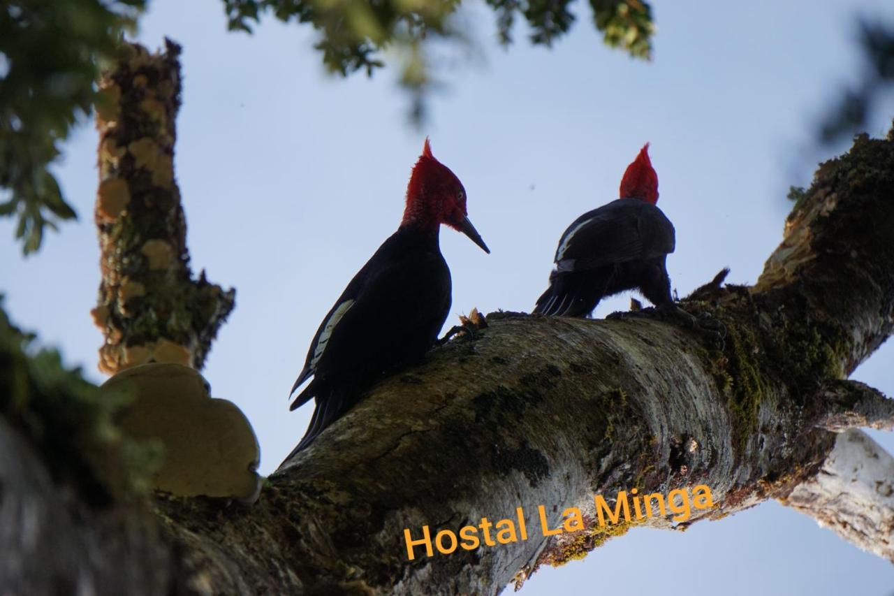 Hostal La Minga Chaitén エクステリア 写真